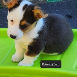 American Corgi Puppies from Wigglebutts American Corgis