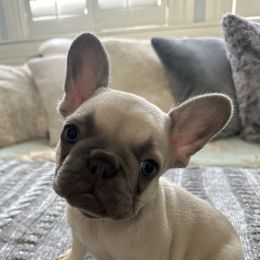 French Bulldogs from Mystical French Bulldogs