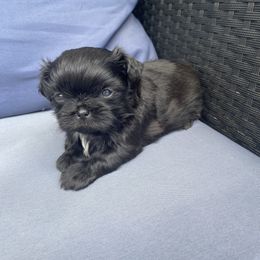 Cutie Pye - Black male Shih Tzu puppy in Wyoming, Michigan from Shih Tzu Shenanigans