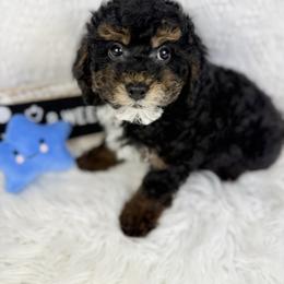 Jamoca Fudge - Phantom male Poodle puppy in Florida from Adorable Toy-Miniature Poodles