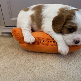 Cavalier King Charles Spaniel Puppies from Cavalier Castle