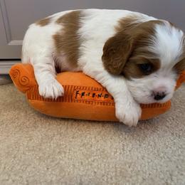 Cavalier King Charles Spaniel Puppies from Cavalier Castle