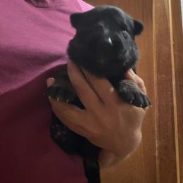 Purple collar - Black and tan female German Shepherd puppy in Worthington, Indiana from Aus Gerstbrei German Shepherds