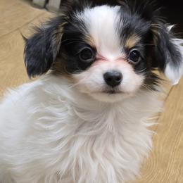 Boy 2 - White black and tan male Papillon puppy in Billings, Montana from ET's Papillons