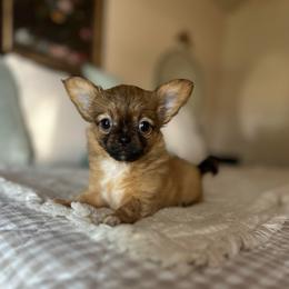 Bunny - Black sabled fawn female Chihuahua puppy in Burleson, Texas from Luxe Paradise House of Chi