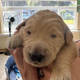 Cinderella - Cream female Goldendoodle puppy in Puyallup, Washington from Dawnie’s Doodles