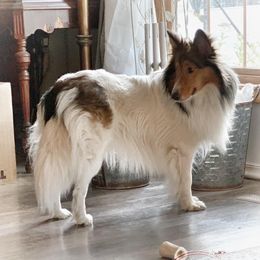 Marley - Shetland Sheepdog