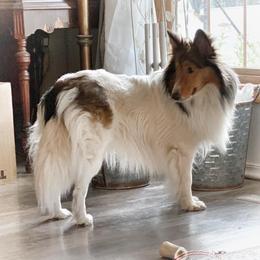 Marley - Shetland Sheepdog
