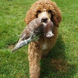 Poodle Puppies from Celebrity Red Standards