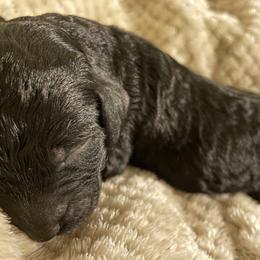 Purple - Labradoodle puppy in Santa Maria, California from Diaz Doodles