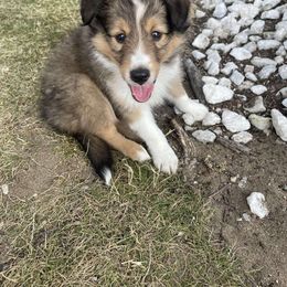 Shetland Sheepdog Puppies from Kuhl’s Sheltie Farm