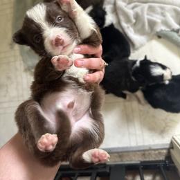 Border Collie Puppies from Athena’s Collies