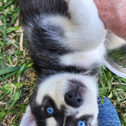 Pomsky Puppies from Way too cute Pomskies