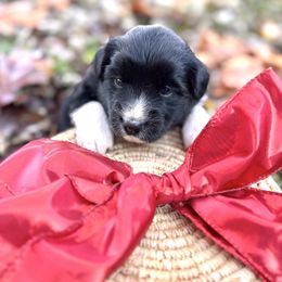 Noelle - Black & white female Miniature Australian Shepherd puppy in Clarksville, Tennessee from Southern Oak Pups