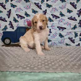 Donald - Parti male Labradoodle puppy in Weatherford, Texas from Oodles of poodles and doodles