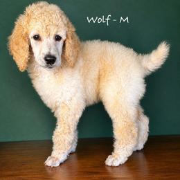 Wolf - Cream male Poodle puppy in Greenwich, New York from MizzElle’s Standard Poodles