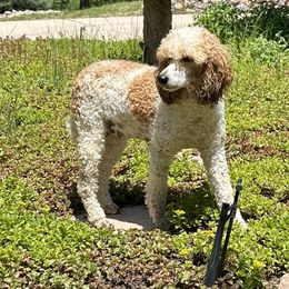 Poppy - Poodle