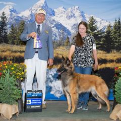 Belgian Tervuren All Grown Up from Aerglo Belgians