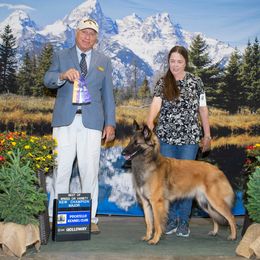 Belgian Tervuren All Grown Up from Aerglo Belgians