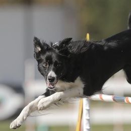 Border Collies from RockIt Border Collies