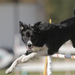 Border Collies from RockIt Border Collies
