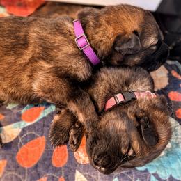 German Shepherd puppies from Legacy German Shepherds