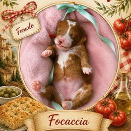 Focaccia - Red  female Goldendoodle puppy in Miami, Florida from Jade’s Paws & Co. Of Miami LLC