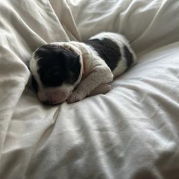 Bernedoodle Puppies from Double B Doodles
