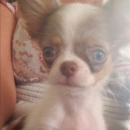 Sully - Chihuahua