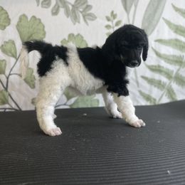 Aviva - Parti Poodle puppy in Sheboygan, Wisconsin from Juicy Standards