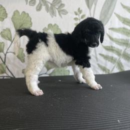 Aviva - Parti Poodle puppy in Sheboygan, Wisconsin from Juicy Standards