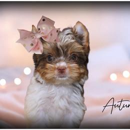 Yorkshire Terrier puppies from Friends4everkennel LLC