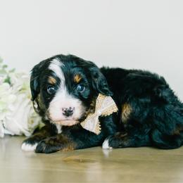 Venetian - female Australian Mountain Doodle puppy in Spanish Fork, Utah from K Brand Doodles