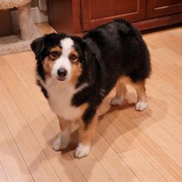 Sassy - Australian Shepherd