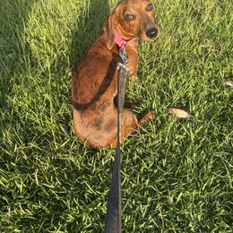 Kolby - Dachshund
