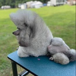 Poodles from Shade