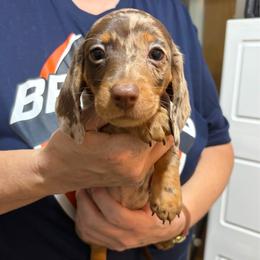 Ross - Dapple male Dachshund puppy in Sterling, Colorado from Country Chics Doxies