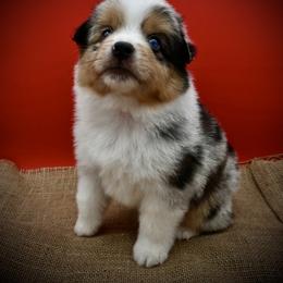 Belgian Malinois and Miniature American Shepherd Puppies from Raindance Ranch