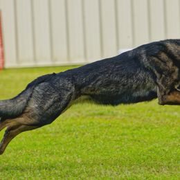 German Shepherds from Blumenhaus German Shepherd Dogs