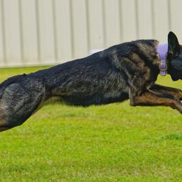 German Shepherds from Blumenhaus German Shepherd Dogs