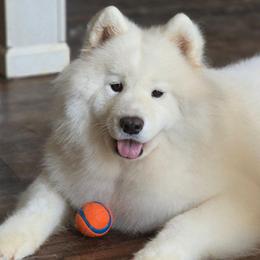 Dream - White female Samoyed puppy in Rileyville, Virginia from Snowshoe Samoyeds