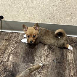Buff’da - Red Pembroke Welsh Corgi puppy in California from Camp Corgis