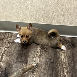 Buff’da - Red Pembroke Welsh Corgi puppy in California from Camp Corgis