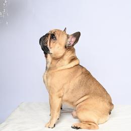 Braeden - French Bulldog