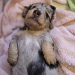 Black cream dapple - Black and cream male Dachshund puppy in Ethel, Washington from Mickey's Miracle Doxies