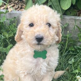 Boy 2 - Bernedoodle puppy in Sandy, Oregon from MC Doodles