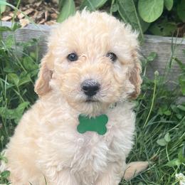 Boy 2 - Bernedoodle puppy in Sandy, Oregon from MC Doodles