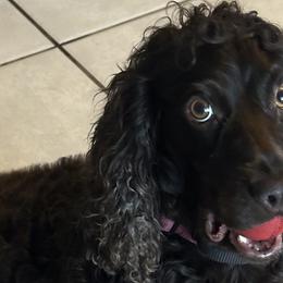 Boykin Spaniels from Briar Patch Kennels at Lucy Creek
