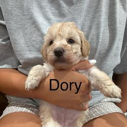 Dory pink collar - Cream female Whoodle puppy in Pima, Arizona from Schmidt's K9s
