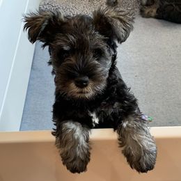 Miniature Schnauzer Puppies from Lindow Schnauzers